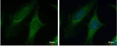 Immunocytochemistry/Immunofluorescence: PYCR1 Antibody [NBP2-20016] - HeLa cells were fixed in 2% paraformaldehyde/culture medium at 37- for 30 min.Green: PYCR1 protein stained by PYCR1 antibody  diluted at 1:500. Blue: Hoechst 33342 staining.