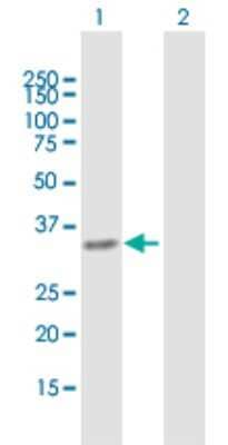 Western Blot: PYCR1 Antibody [H00005831-B01P] - Analysis of PYCR1 expression in transfected 293T cell line by PYCR1 polyclonal antibody. Lane 1: PYCR1 transfected lysate (35.09 kDa). Lane 2: Non-transfected lysate.