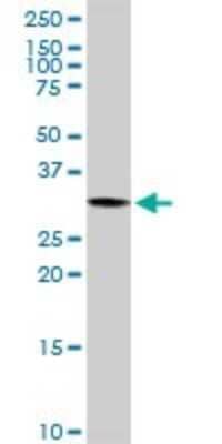 Western Blot: PYCR1 Antibody [H00005831-D01P] - Analysis of PYCR1 expression in HepG2.