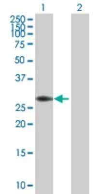 Western Blot: PYCR1 Antibody [H00005831-D01P] - Analysis of PYCR1 expression in transfected 293T cell line by PYCR1 polyclonal antibody.Lane 1: PYCR1 transfected lysate(33.40 KDa).Lane 2: Non-transfected lysate.