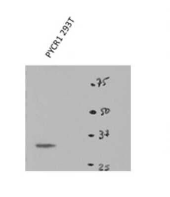 Western Blot: PYCR1 Antibody [NBP1-57934] - 293T cells lysate, concentration 1 ug/ml.