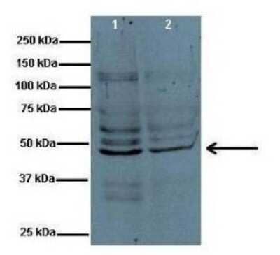 Western Blot: PYCR1 Antibody [NBP1-57934] - Human fibroblast, concentration 3.3 ug/ml.