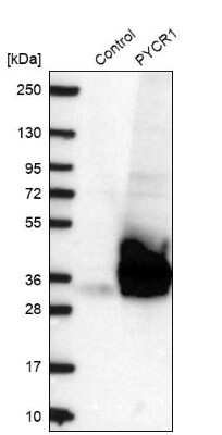 Western Blot: PYCR1 Antibody [NBP2-13834] - Analysis in control (vector only transfected HEK293T lysate) and PYCR1 over-expression lysate (Co-expressed with a C-terminal myc-DDK tag (3.1 kDa) in mammalian HEK293T cells).