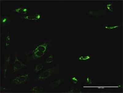 Immunocytochemistry/Immunofluorescence: PYCR2 Antibody [H00029920-D01P] - Analysis of antibody to PYCR2 on HeLa cell. Antibody concentration 10 ug/ml.