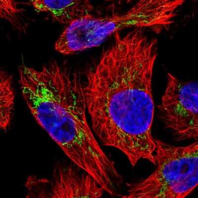 Immunocytochemistry/Immunofluorescence: PYCR2 Antibody [NBP2-47318] - Staining of human cell line U-251 MG shows localization to mitochondria. Antibody staining is shown in green.