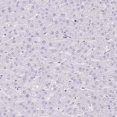 Immunohistochemistry-Paraffin: PYCR2 Antibody [NBP2-47318] - Staining of human liver shows no positivity in hepatocytes as expected.