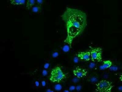 Immunocytochemistry/Immunofluorescence: PYCR2 Antibody (OTI3D1) - Azide and BSA Free [NBP2-73743] - Staining of COS7 cells transiently transfected by pCMV6-ENTRY PYCR2.