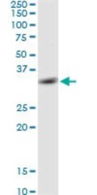 Western Blot: PYCR2 Antibody [H00029920-D01P] - Analysis of PYCR2 expression in HeLa.