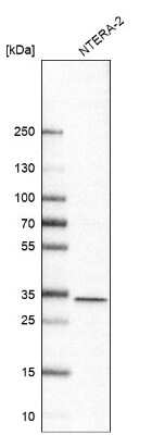 Western Blot PYCR2 Antibody - BSA Free