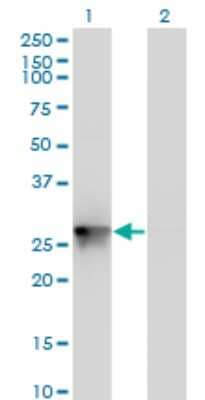 Western Blot: PYCRL Antibody (4F11) [H00065263-M01] - Analysis of PYCRL expression in transfected 293T cell line by PYCRL monoclonal antibody (M01), clone 4F11.Lane 1: PYCRL transfected lysate (Predicted MW: 28.6 KDa).Lane 2: Non-transfected lysate.