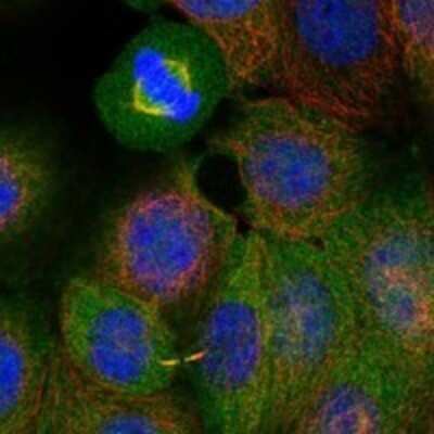 Immunocytochemistry/Immunofluorescence: PYCRL Antibody [NBP3-17918] - Staining of human cell line MCF7 shows localization to cytosol, cytokinetic bridge & mitotic spindle.