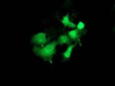 Immunocytochemistry/Immunofluorescence: PYCRL Antibody (OTI1B12) [NBP2-03337] - Staining of COS7 cells transiently transfected by pCMV6-ENTRY PYCRL.