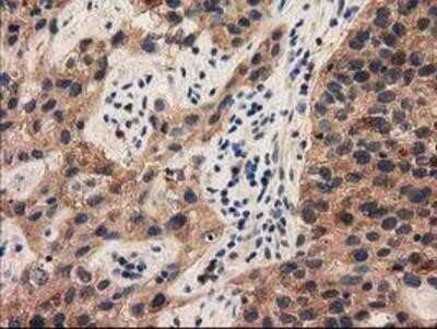 Immunohistochemistry-Paraffin PYCRL Antibody (OTI1B12)