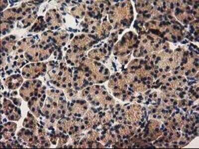 Immunohistochemistry-Paraffin: PYCRL Antibody (OTI1B12) [NBP2-03337] - Staining of paraffin-embedded Human pancreas tissue using anti-PYCRL mouse monoclonal antibody.