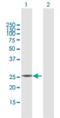 Western Blot: PYCRL Antibody [H00065263-B01P] - Analysis of PYCRL expression in transfected 293T cell line by PYCRL polyclonal antibody.  Lane 1: PYCRL transfected lysate(30.14 KDa). Lane 2: Non-transfected lysate.