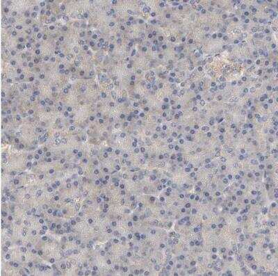 Immunohistochemistry-Paraffin: PYGL Antibody [NBP1-86147] -  Staining of human pancreas shows very weak positivity in exocrine glandular cells.