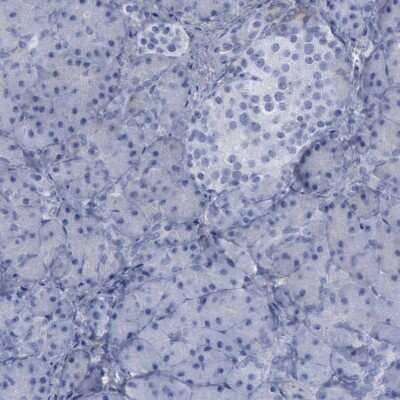 Immunohistochemistry-Paraffin: PYGL Antibody [NBP1-86182] - Staining of human pancreas shows no positivity in exocrine glandular cells.