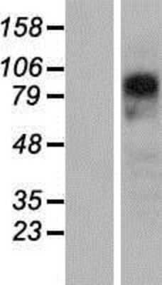 Western Blot: PYGL Overexpression Lysate (Adult Normal) [NBP2-08066] Left-Empty vector transfected control cell lysate (HEK293 cell lysate); Right -Over-expression Lysate for PYGL.