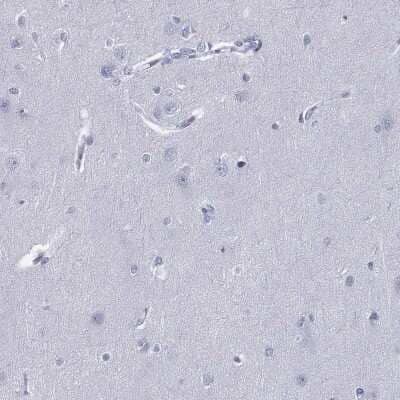 Immunohistochemistry-Paraffin: PYHIN1 Antibody [NBP3-17111] - Staining of human cerebral cortex shows low expression as expected.