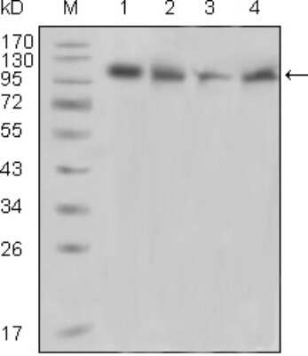 Western Blot: PYK2/FAK2 Antibody (5E2D5) [NBP1-47528] - Analysis using PYK2 mouse mAb against Raji (1), PMA induced THP-1 (2), Jurkat (3) and Ramos (4) cell lysate.