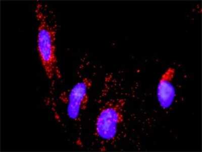 Proximity Ligation Assay: PYK2/FAK2 Antibody [H00002185-D01P] - Analysis of protein-protein interactions between PTK2B and ERBB2. HeLa cells were stained with anti-PTK2B rabbit purified polyclonal 1:1200 and anti-ERBB2 mouse monoclonal antibody 1:50. Each red dot represents the detection of protein-protein interaction complex, and nuclei were counterstained with DAPI (blue).