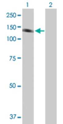 Western Blot: PYK2/FAK2 Antibody [H00002185-B01P] - Analysis of PTK2B expression in transfected 293T cell line by PTK2B polyclonal antibody.  Lane 1: PTK2B transfected lysate(110.99 KDa). Lane 2: Non-transfected lysate.