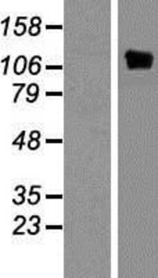 Western Blot: PYK2 Overexpression Lysate (Adult Normal) [NBP2-04265] Left-Empty vector transfected control cell lysate (HEK293 cell lysate); Right -Over-expression Lysate for PYK2.