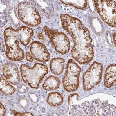 <b>Independent Antibodies Validation. </b>Immunohistochemistry: PYROXD2 Antibody [NBP2-32688] - Staining of human kidney shows strong cytoplasmic positivity in tubule cells.