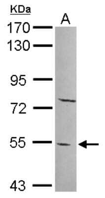 Western Blot: PYROXD2 Antibody [NBP2-20022] - Sample (30 ug of whole cell lysate) A: 293T 7. 5% SDS PAGE gel, diluted at 1:500.