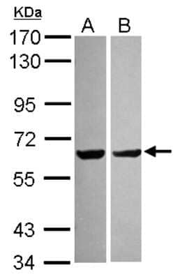 Western Blot: PYROXD2 Antibody [NBP2-20023] - Sample (30 ug of whole cell lysate) A: 293T B: Raji 7. 5% SDS PAGE gel, diluted at 1:1000.