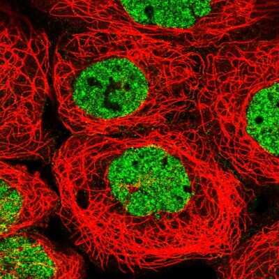 Immunocytochemistry/Immunofluorescence: PYURF Antibody [NBP1-82751] - Immunofluorescent staining of human cell line A-431 shows localization to nucleoplasm. Antibody staining is shown in green.