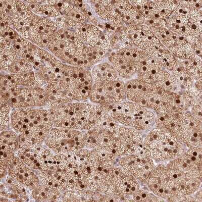 Immunohistochemistry-Paraffin: PYURF Antibody [NBP1-82751] - Staining of human adrenal gland shows strong nuclear and cytoplasmic positivity in cortical cells.