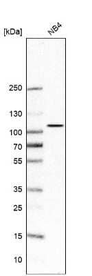 Western Blot Paladin Antibody