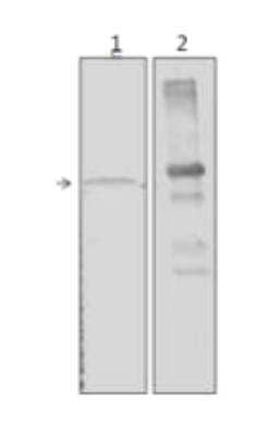 Western Blot: Pancreatic Amylase Alpha Antibody (RPA-B5) [NBP1-50750] - Pancreatic tissue lysate (lane 1) and recombinant Amylase (lane 2). The antibody detects the Rat Amylase at the expected molecular weight of 54 kDa in the pancreatic lysate and recombinant protein at 60 kDa.