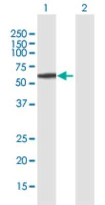 Western Blot: Pancreatic Amylase Alpha Antibody [H00000279-B01P] - Analysis of AMY2A expression in transfected 293T cell line by AMY2A polyclonal antibody.  Lane 1: AMY2A transfected lysate(56.21 KDa). Lane 2: Non-transfected lysate.