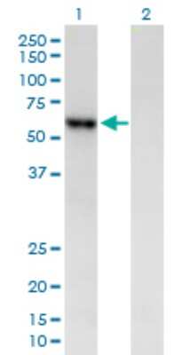 Western Blot: Pancreatic Amylase Beta Antibody [H00000280-B01P] - Analysis of AMY2B expression in transfected 293T cell line by AMY2B polyclonal antibody.  Lane 1: AMY2B transfected lysate(56.21 KDa). Lane 2: Non-transfected lysate.