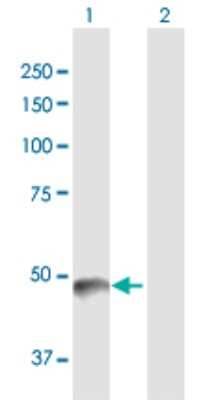 Western Blot: Pancreatic Lipase Antibody [H00005406-D01P] - Analysis of PNLIP expression in transfected 293T cell line by PNLIP polyclonal antibody.Lane 1: PNLIP transfected lysate(51.20 KDa).Lane 2: Non-transfected lysate.