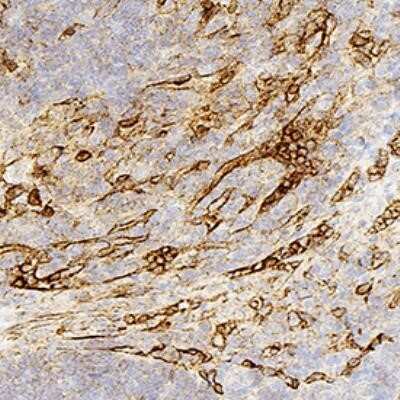 Immunohistochemistry: Panendothelial Cell Antigen Antibody (MECA-32) - Azide and BSA Free [NBP2-80903] - Panendothelial Cell Antigen (MECA-32) was detected in immersion fixed paraffin-embedded sections of human spleen. Antibody at 1:500 for 1 hour at room temperature followed by incubation with the Anti-Rat IgG VisUCyte(TM) HRP Polymer Antibody (Catalog # VC