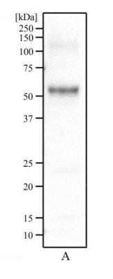 Western Blot: Panendothelial Cell Antigen Antibody (MECA-32) - Azide and BSA Free [NBP2-80903] - Mouse embryonic cell lysate (A). Antibody at 2 ug/mL. Image from the standard format of this antibody.