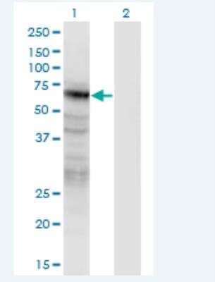 Western Blot: Pannexin-2 Antibody (2B11) [H00056666-M02-100ug] - Analysis of PANX2 expression in transfected 293T cell line by PANX2 monoclonal antibody (M02), clone 2B11.  Lane 1: PANX2 transfected lysate (Predicted MW: 59.73 KDa). Lane 2: Non-transfected lysate.