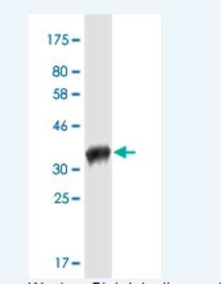 Western Blot: Pannexin-2 Antibody (2B11) [H00056666-M02-100ug] - Detection against Immunogen (35.31 KDa) .