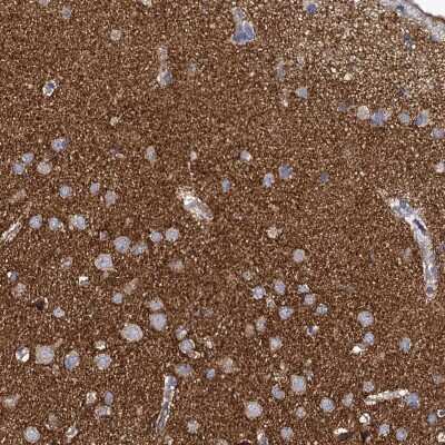 Immunohistochemistry-Paraffin: Pannexin-2 Antibody [NBP1-92242] - Staining of human cerebral cortex shows high expression.
