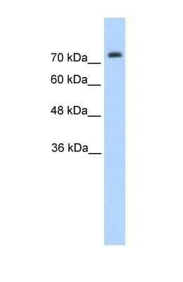 Western Blot: Pannexin-2 Antibody [NBP1-59671] - HepG2 cell lysate, Antibody Titration: 1.25ug/ml