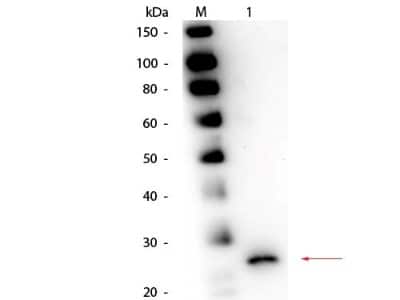 Western Blot: Papain Antibody [NBP2-44229] - lane 1: Papain. Load: 50 ng per lane.