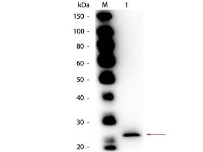 Western Blot: Papain Antibody [NBP2-44229] - Analysis using the Biotin conjugate of NBP2-44229. Detection of Lane 1: Papain. Load: 50 ng per lane. Primary antibody: Goat anti-Papain Antibody Biotin Conjugated at 1:1,000 overnight at 4C. Secondary antibody: HRP Streptavidin secondary antibody at 1:40