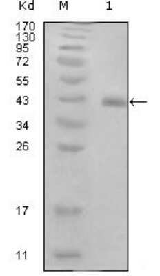 Western Blot: Papillomavirus 16 E7 Antibody (3D6F1) [NBP1-51548] - Western blot analysis using E7 mouse mAb against truncated GST-E7 recombinant protein (1).