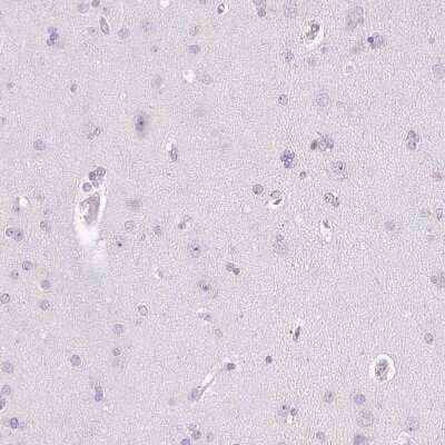 Immunohistochemistry-Paraffin: Pappalysin-2/PAPP-A2 Antibody [NBP1-87339] - Staining of human cerebral cortex shows no positivity in neurons as expected.