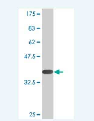 Western Blot: Paralemmin Antibody (4E1.) [H00005064-M06] -  Detection against Immunogen (37.73 KDa) .