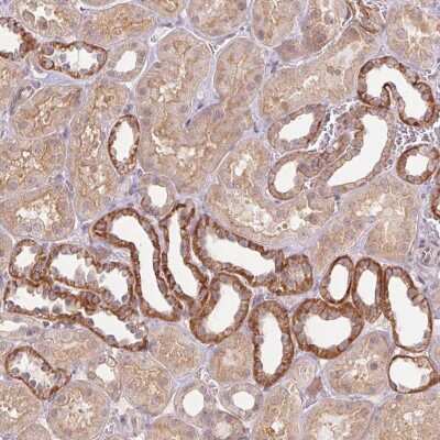 Immunohistochemistry-Paraffin: Paralemmin Antibody [NBP2-48940] - Staining of human kidney shows strong cytoplasmic positivity in distal tubules.