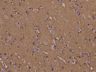 Immunohistochemistry-Paraffin: Paralemmin Antibody [NBP2-97246] - Immunochemical staining of human Paralemmin in human brain with rabbit polyclonal antibody at 1:100 dilution, formalin-fixed paraffin embedded sections.